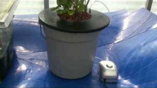 DWC Hydroponics Bucket System [upl. by Drahsar]