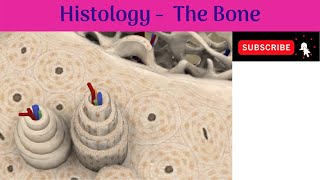 Histology of Bone  Woven Bone amp Lamellar Bone  Haversian system  Anatomy mbbs education [upl. by Batruk]