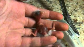 Kakariki parakeet babies 2 days and 6 days old [upl. by Griff]