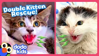 Hissing Kittens Need To Be Rescued  Dodo Kids [upl. by Ylek]