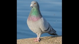 time lapse PALOMAS EN EL PARQUE [upl. by Etteuqram591]