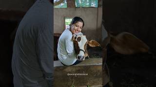 Mini Vlog 96 kokan calf cow love villagelife swanandisardesai [upl. by Leibarg]