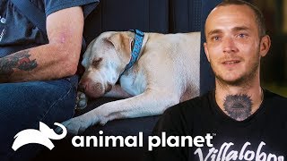 ¡Perro que vive en la calle necesita un doctor  Pit bulls y convictos  Animal Planet [upl. by Gnoix]