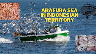 Laut Arafura  Aktifitas di tengah lautlaut arafuru [upl. by Antonio959]