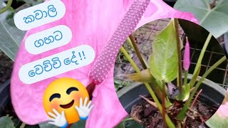 කවාලි ගහට වෙච්ච දේ 🤗 🌱💐 Anthurium care tipsanthuriumcarepropagation plants subaimaorchids8727 [upl. by Etep]