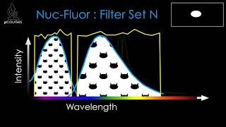 Fluorescence Filters Imaging Multiple Fluorophores amp Dealing with Bleedthrough [upl. by Tuttle]