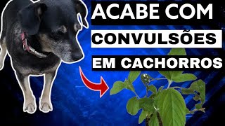 REMÉDIO CASEIRO QUE TRATA CONVULSÕES E EPILEPSIA EM CÃES ERVA CIDREIRA quotLIPPIA ALBAquot [upl. by Ahsin]