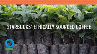 Follow Starbucks’ 15 Year Journey to 100 Ethically Sourced Coffee  Conservation International [upl. by Ettena]