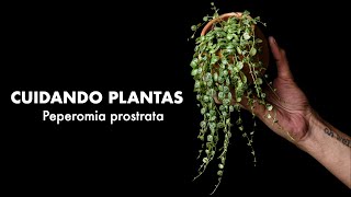 🌱 Cuidando Plantas Peperomia prostrata 🪴 TIPS para tener una Cadena de Tortugas INCREÍBLE 🐢 [upl. by Gerc]