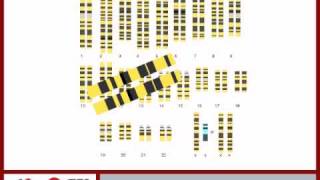 Beta Globin Genetics pt1 [upl. by Isabel874]