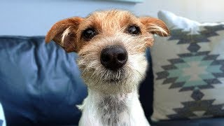 Funny Jack Russell Terrier Compilation [upl. by Conti176]