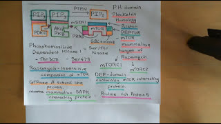 The PI3K  AKT  mTOR Pathway and Cancer Part 5 [upl. by Osanna]