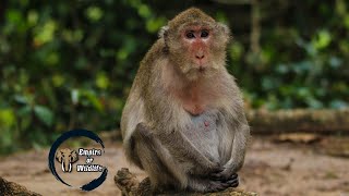 Longtailed macaque  Crabeating macaque  Monkey [upl. by Horne]