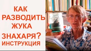 Как разводить ЖукаЗнахаря ЖукЗнахарь как Корм Для Домашних Питомцев [upl. by Ahsinwad]