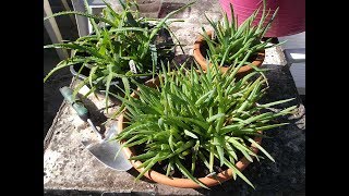 Re potting my Aloe plant Seedlings Aloe arborescens amp Aloe elgonica [upl. by Rrats]