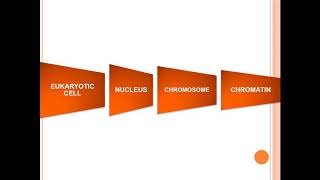 Euchromatin and Heterochromatin [upl. by Esinrahs]