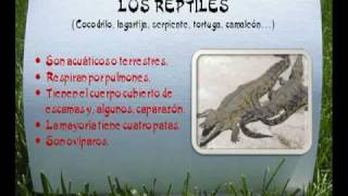 LOS ANIMALES VERTEBRADOSMPG [upl. by Horn]