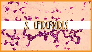 Staphylococcus Epidermidis [upl. by Ngo492]