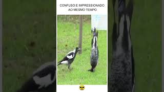 CONFUSO E IMPRESSIONADO AO MESMO TEMPO [upl. by Regen]