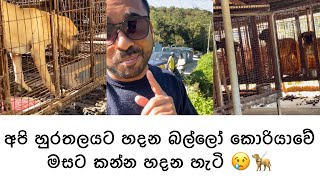 අපි හුරතලයට ඇති කරන බල්ලෝ 🦮 කොරියාවේ කන හැටි 😢  Dogs kill Dog meat in Dog farms South Korea [upl. by Sucramed797]