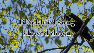 Blackbird song slowed down [upl. by Ahsimot]