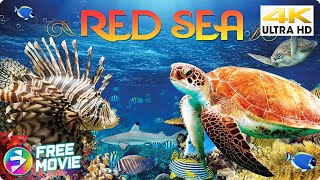 RED SEA  One of the biggest wonders on our planet  Nature Documentary  4K [upl. by Eek]