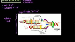 DNA Replication [upl. by Tom]