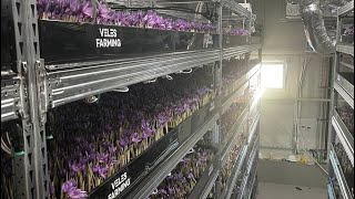 The biggest saffron vertical farm in the world in Slovakia [upl. by Bobbette]