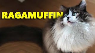 Ragamuffin Cat Breed  Ragdolls Giant cousin [upl. by Clim980]