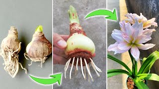 Tips on Growing Amaryllis Bulbs  How to Make Hippeastrum Quickly Root and Bloom [upl. by Yekcir720]