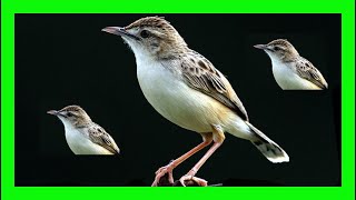 Zitting Cisticola Bird Song Call Chirp Sound  Buitrón Canto  Cisticola Juncidis [upl. by Aholah445]