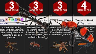 Comparison The Worlds Most Painful Insect Sting  Sting Pain Index  Pain Comparison [upl. by Mack888]