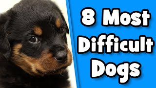 Difficult Dog Breeds  8 Worst Dogs For First Time Owners [upl. by Dola]