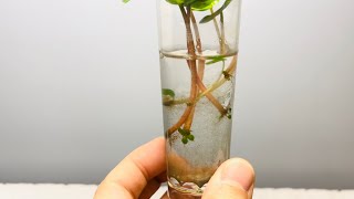 Propagation Update 1  Peperomia Caperata [upl. by Nnasus]