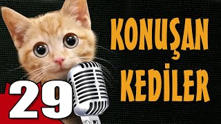 Konuşan Kediler 29  En Komik Kedi Videoları [upl. by Medrek]