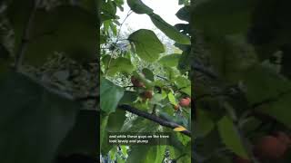 How to Eat American Persimmons Diospyros virginiana [upl. by Alcott]