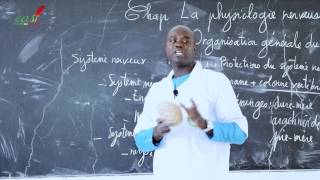 Cours  Terminale  SVT  La physiologie nerveuse suite 1 [upl. by Reynard515]