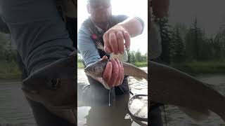 Arctic grayling fly fishing Alberta hopper dry fly [upl. by Worthy]