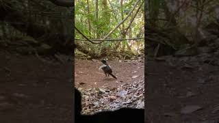 Western Parotia Bird of Paradise strutting his stuff Western Papua September 2022 [upl. by Polik220]