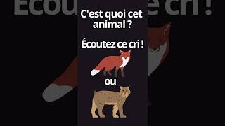 Cri dun animal sauvage durant la nuit [upl. by Ethe]