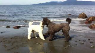 2 Standard Poodles Playing on the Beach [upl. by Arnold311]