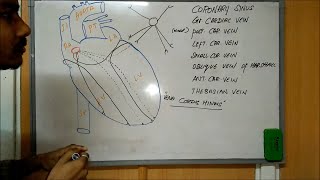 VENOUS DRAINAGE OF THE HEART  CARDIAC VEINS [upl. by Llatsyrc]