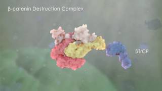 yjzvisualscom 3D Molecular Animation  Inactive Wntbetacatenin pathway [upl. by Meingoldas]