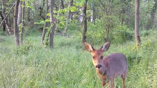 Faune sauvage  Couple de chevreuil renard lièvre martre  Full HD [upl. by Hermosa]