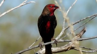 Pilbara Inhabitants  FINCHES [upl. by Hteazile]