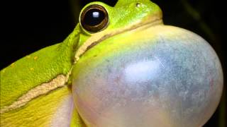 Aggressive Call of Green Tree Frog Hyla cinerea [upl. by Nerraj]