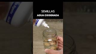 Agua oxigenada para Acelerar la Germinación [upl. by Garzon]