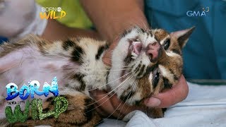 Born to be Wild Saving the life of an anemic Visayan leopard cat [upl. by Enilauqcaj]