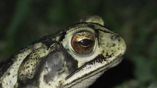 Gulf coast toad with nictitating membrane [upl. by Singband49]