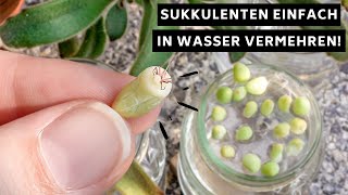 Sukkulenten Blattstecklinge mit sehr hoher Erfolgschance in Wasser vermehren PerlitExperiment [upl. by Fernandez]